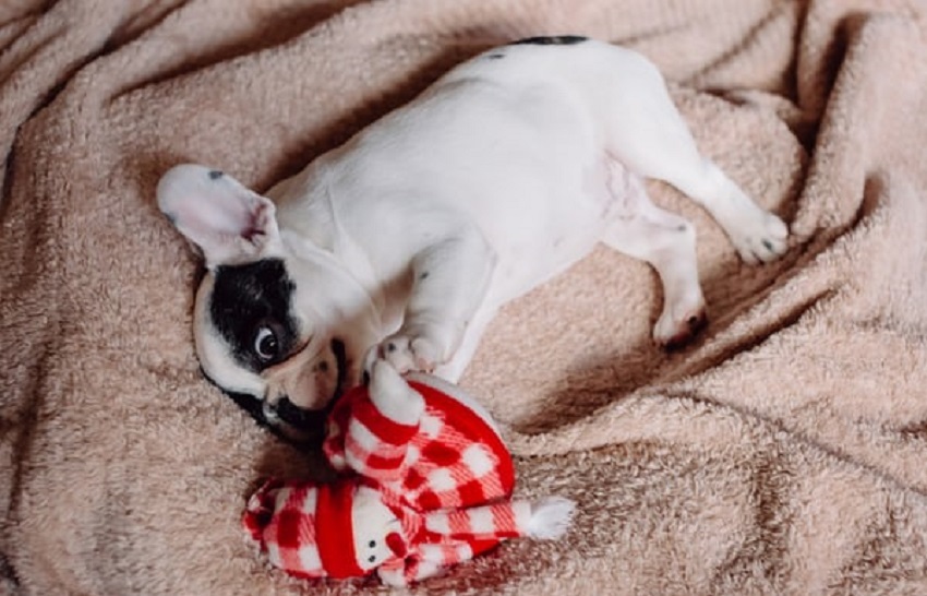 Výbava pre šteňa Výbava pre šteňa